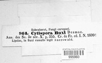 Cytospora buxi image